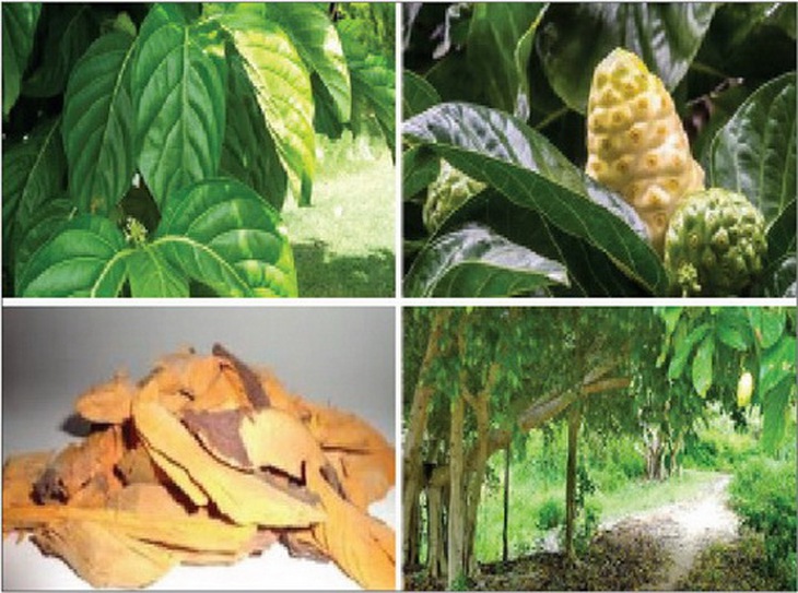 Nhàu núi làm thuốc có tác dụng giảm đau, chống viêm, hạ đường huyết.